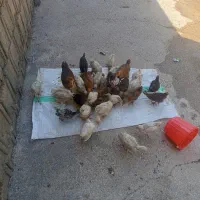جوجه محلی و گوشتی و مرغ محلی بدون مریضی