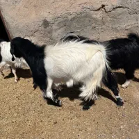 گوسفند نر بز
