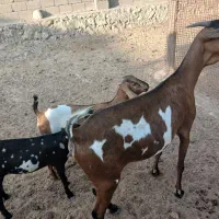 بزدورگ سومال دوقلوزا