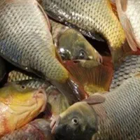 فروش یک تون ماهی