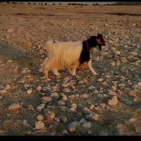 دوبر جوان
