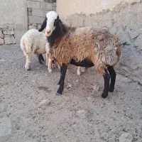 قوچ شال