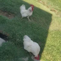 فروش ۲ عدد خروس سفید محلی