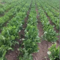 سرکارگر کارهای کشاورزی