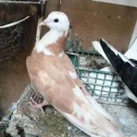 کفتر|پرنده|سبزوار, امیر کبیر|دیوار