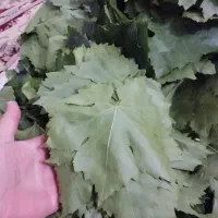 برگ دلمه