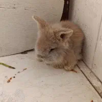 خرگوش لپ مینیاتوری