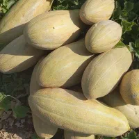خربزه مشهدی