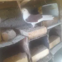 کفتر