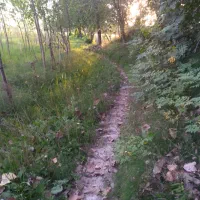 زمین-باغی