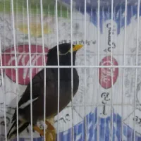 مینا سخنگو
