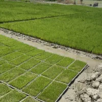 بذر شالی ندا آماده نشا  بانک نشا