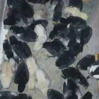 جوجه لاری (نمین)