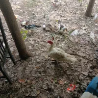 فروش اردک اسرائیلی