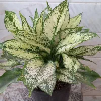 گل آگلونما برفی