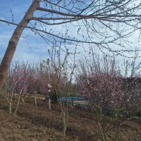 باغچه ۷۲۰ متر پیشک دو خیابان نهم