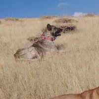 سگه گله ای