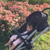 کالسکه و کریر si مدل Quinny