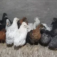 جوجه محلی