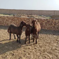 بره نر هِمو