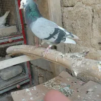 نر ابلغ