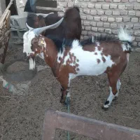 نربزتکشاد