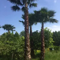 پالم واشگتنی
