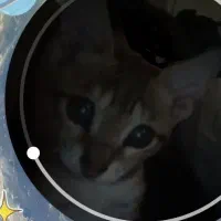 گربه