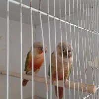 جفت گرینچک