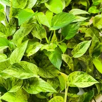 قلمه گیاه پتوس برای گلدان یا داخل اب