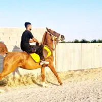 اسب مادیان سواریدار