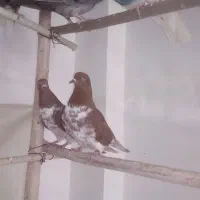 کفتر فروشی علیرضا