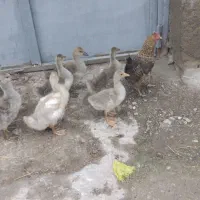 جوجه غاز دورگ