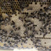 زنبور عسل بومی