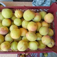 زردآلو شهریار قیسی خیلی شیرین و خوشمزه