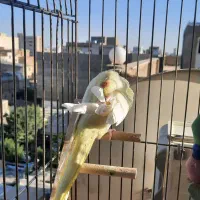 عروس هلندی