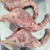 ضایعات مرغ و گردن مرغ و اسکلت مرغ