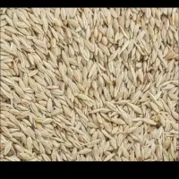 گندم دیم بهاره