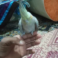 یک دونه عروس هلندی نر