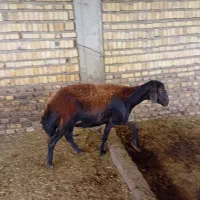 گوسفند داشتی