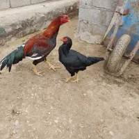 فروش مرغ خروس لاری