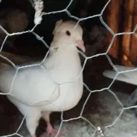 کبوتر|پرنده|مسجد سلیمان, |دیوار