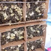 فروش جوجه بلدرچین یکروزه