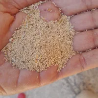 بذر سفید