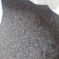 زیره کوهی زوارم