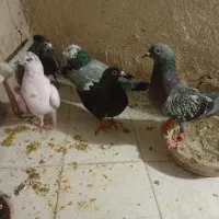 کبوتر