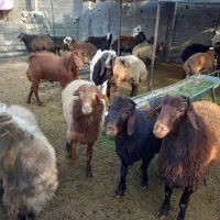 فروش گوسفند