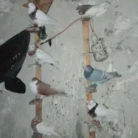 ۷تا پرنده شرط دوری