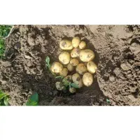 سیب سانته تمیز