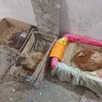 مرغ کرچ
